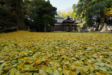 諸杉神社の銀杏の落葉