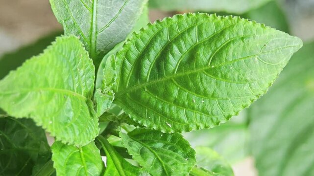 Strobilanthes cusia, the plant used for making dyes