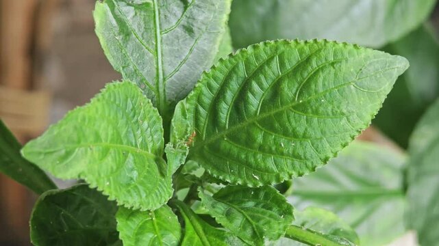 Strobilanthes cusia, the plant used for making dyes