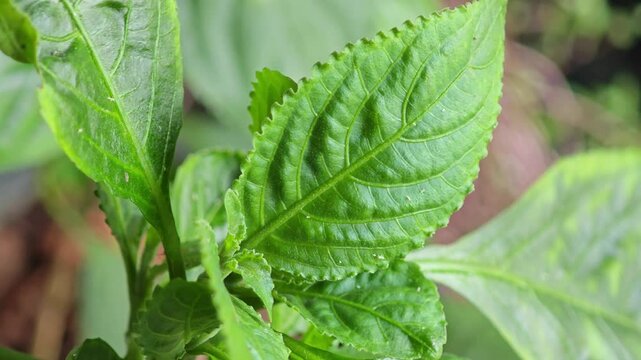 Strobilanthes cusia, the plant used for making dyes