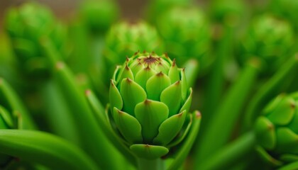 Obraz premium Vibrant green flower bud in bloom