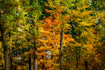 autumn in the urban forest suitable as backdrop or background