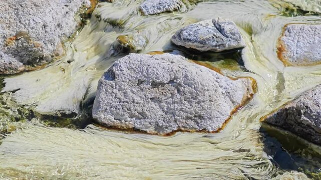 Chloroflexus aurantiacus in hot springs