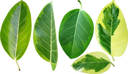 Fototapeta premium 뱅갈고무나무 잎