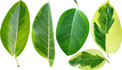 뱅갈고무나무 잎