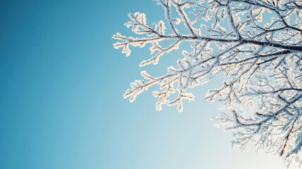 Frosty tree branches glittering under the winter sun, peaceful and serene