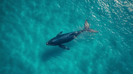 Whale swimming in clear blue ocean waters