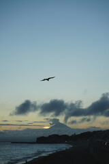 Obraz premium kamakura seagull