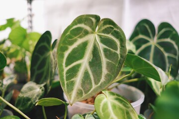 Indoor plants 