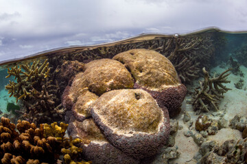 Obraz premium A vivid over-under shot of healthy coral thriving in the shallow waters of Heron Island, Australia.