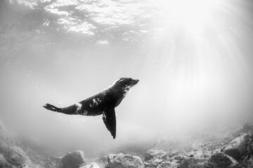A black and white photograph of an Australian fur seal swimming toward the surface, illuminated by...