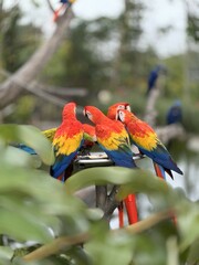 red and yellow macaw