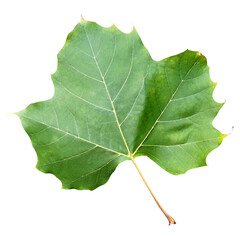 버즘나무 나뭇잎