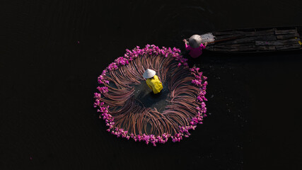 Harvesting water lilies in the floating season on Moc Hoa field, Long An. shot in Moc Hoa, Long An...