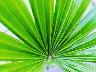Fototapeta premium Palm Leaf Radiance: Close-up view of vibrant green palm fronds, radiating outwards from the center, showcasing intricate details and textures. A burst of tropical freshness. 
