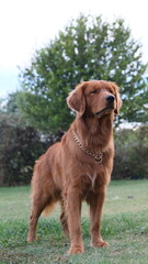Obraz premium golden retriever dog
