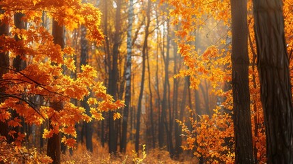 Fototapeta premium The forest is illuminated by soft sunlight filtering through trees, highlighting bright leaves in stunning autumn colors. Generative AI