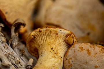 f light brown mushrooms with a textured surface, Fresh forest chanterelle mushroom close up on the bark of a birch. Organic wild c edible mushrooms, gill-like ridges, trumpet-shaped fungi