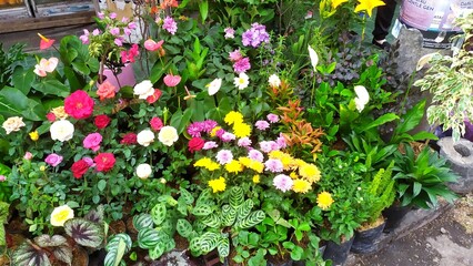 Beautiful Flower Display in a Cozy Corner of the Market