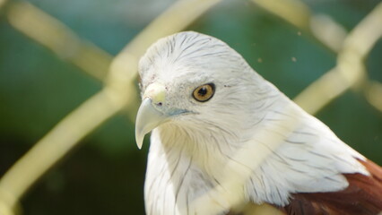White Eagle Inside Zoo Enclosure
