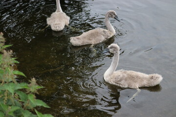 Swans in Dublin
