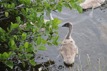 Swans in Dublin