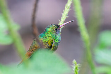 Fototapeta premium A Rufous-tailed Hummingbird in Costa Rica