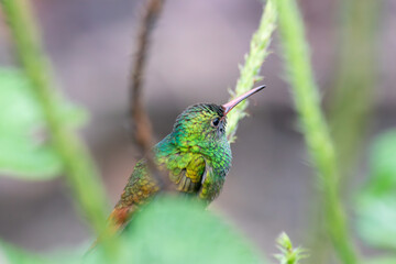 Fototapeta premium A Rufous-tailed Hummingbird in Costa Rica