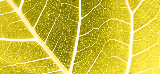 Close-up image showcasing the intricate veins and texture of a green leaf. Premium modern bright and elegant photos, Background for banners, posters and wallpaper designs.