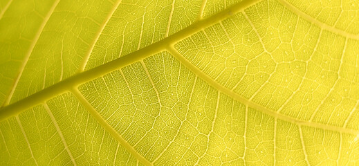 Close-up photo of a yellow leaf, showcasing the detailed intricate network of veins. Premium modern bright and elegant photos, Background for banners, posters and wallpaper designs.