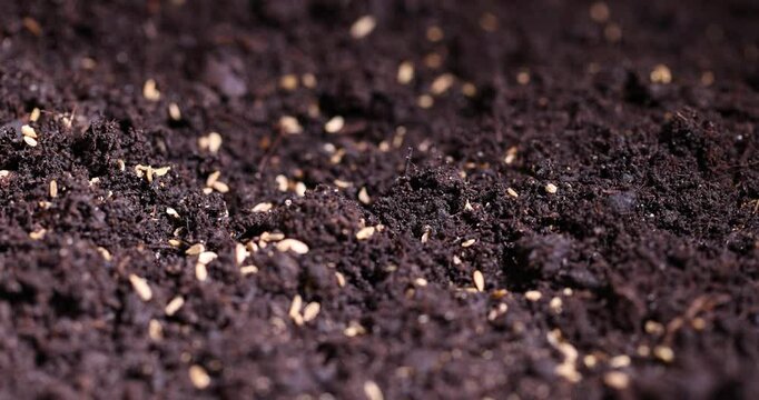 carrot seeds in black fertile soil, seeds of one carrot variety sown in fertile soil
