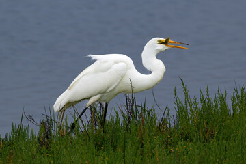 Obraz premium Great Egret (Ardea Alba) holding fish in its beak, in the wetlands near Huntington Beach, California. Walking in green plants; blue water in the background. 