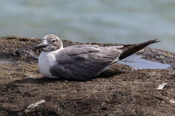 Laughing gull (Larus atricilla), on the island of Aruba. Sitting on rock offshore. Ocean in the background. 
