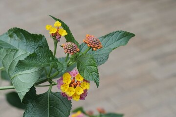 花壇のランタナ（七変化）が咲いている