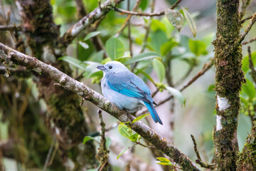 Obraz premium A Blue-gray Tanager in Costa Rica