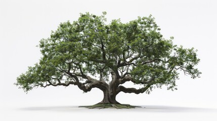Obraz premium A solitary, large oak tree with expansive branches and green leaves against a white backdrop.