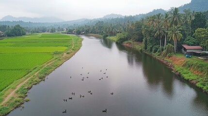 Tranquil Ducks in Paddy Field by Calm River