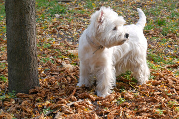 West Highland White Terrier in the Autumn Park. Dog for a walk in the forest, outdoors
