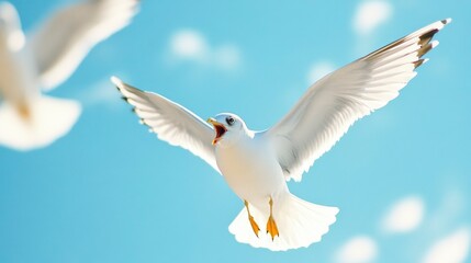 Fototapeta premium white seagulls flying with wings spread out on blue sky background