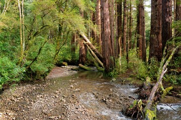 Serene Creek in a Deep Forest - Nature's Hidden Gem