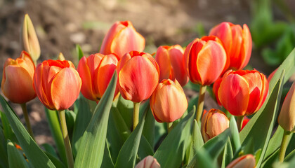 Naklejka premium photo Close up of blooming tulips growing on sunny day.