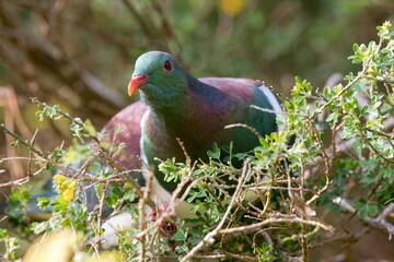 Kererū (New Zealand Pigeon) - A Majestic Native Bird in Its Habitat