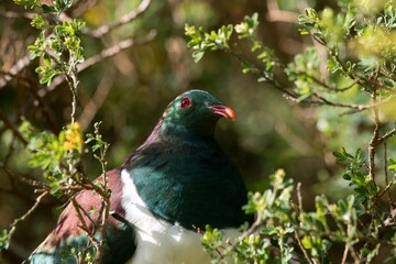 Kererū (New Zealand Pigeon) - A Majestic Native Bird in Its Habitat