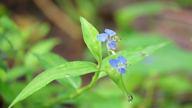 Beautiful blue climbing dayflower (Commelina diffusa) blooms in the morning, its green leaves glistening with dew. It is also known as spreading dayflower.