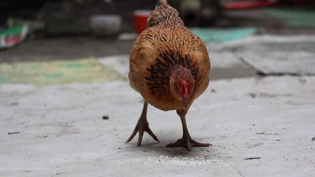 A chicken is eating rice from the ground. It's a naturally domesticated hen, common in Bangladeshi villages.