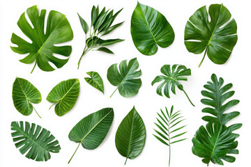 A collection of various green leaves arranged artistically on a white background.