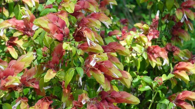 Justicia brandegeana or the Shrimp Plant with pink flowers in a botanical garden, is an elegant evergreen shrub with an open rounded and sprawling habit. The stems are covered in crinkly leaves.