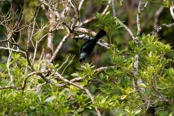 Tūī Bird Perched on a Branch - A Vibrant Symbol of New Zealand's Wildlife
