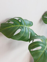 Heart-shaped leaves with holes that resemble Swiss cheese are used as a decorative houseplant