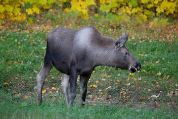 Moose in the woods